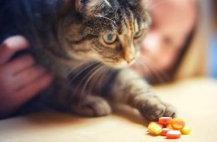 Picture for category Dietary Supplements